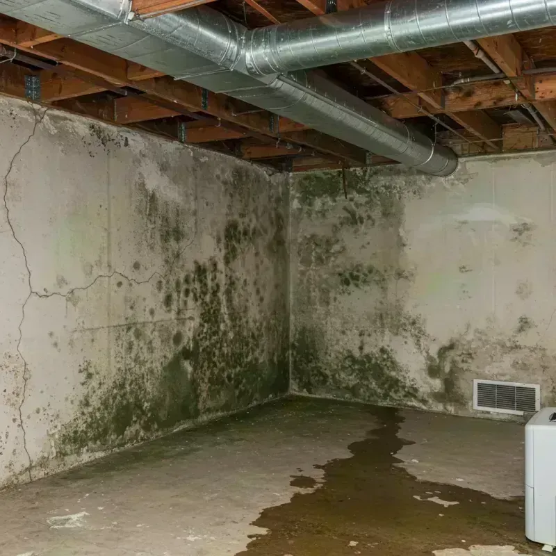 Professional Mold Removal in Indian Hills, KY